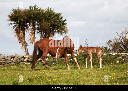 Mare con puledro neonato il puledro è nato a notte ed è di circa 10 12 ore vecchie Foto Stock