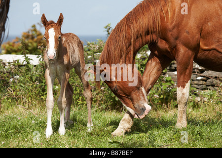 Mare con puledro neonato il puledro è nato a notte ed è di circa 10 12 ore vecchie Foto Stock