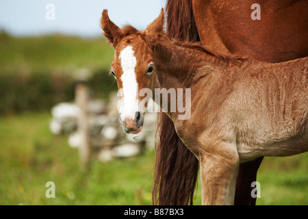 Mare con puledro neonato il puledro è nato a notte ed è di circa 10 12 ore vecchie Foto Stock