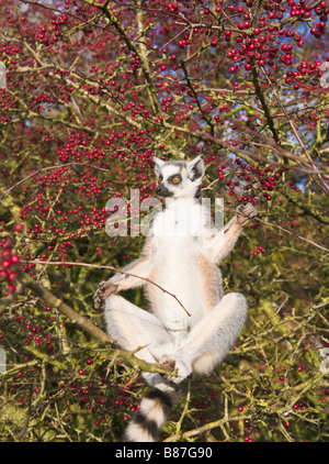 Anello lemure codato a prendere il sole nella struttura ad albero, in cattività Foto Stock