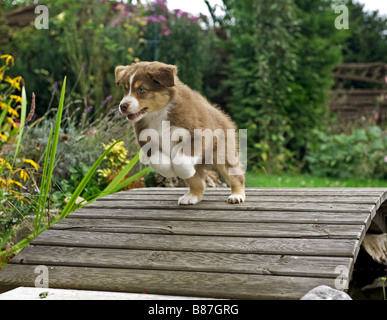 Pastore australiano cane - cucciolo Foto Stock