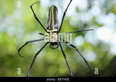 Legno gigante ragno, Nephila maculata, il Parco Nazionale di Sanjay Gandhi, Mumbai. Foto Stock