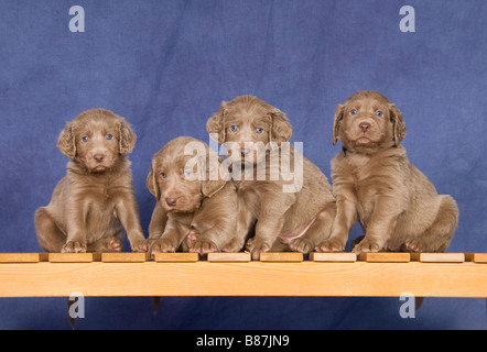 Weimaraner cane - quattro cuccioli seduta Foto Stock