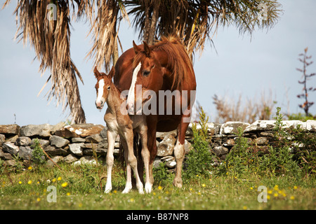 Mare con puledro neonato il puledro è nato a notte ed è di circa 10 12 ore vecchie Foto Stock