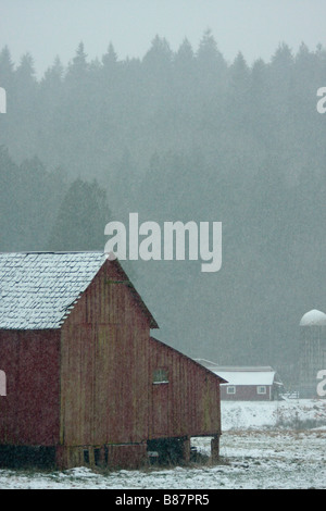 Un fienile in una nebbiosa, snowy pomeriggio. Foresta in background. Foto Stock