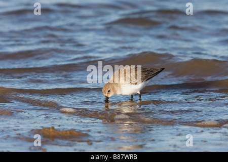 Dunlin Calidris alpina adulto in non-allevamento piumaggio invernale alimentazione lungo il litorale Foto Stock