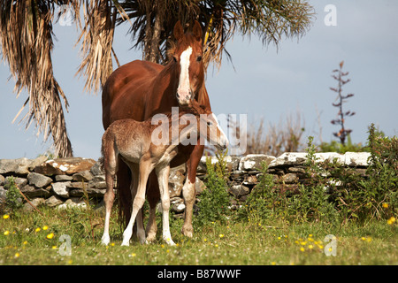 Mare con puledro neonato il puledro è nato a notte ed è di circa 10 12 ore vecchie Foto Stock