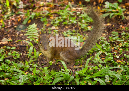 Struttura comune megera tupaia glis Foto Stock