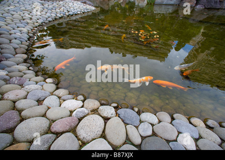 Carpe, carpe, stagno, pesce, lago artificiale, Pietre Foto Stock