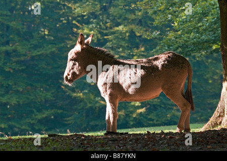 Foresta Turingia asino - in piedi Foto Stock