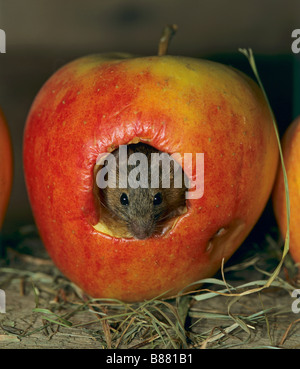 Il topolino in apple / Mus musculus Foto Stock