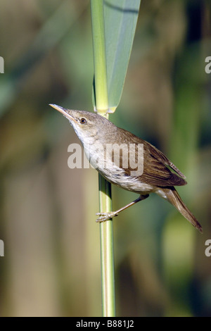 Acrocephalus scirpaceus Foto Stock