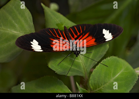 Portalettere Heliconius melpomene : butterfly a Mindo, Ecuador nel mese di settembre Foto Stock