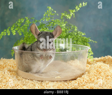 Chinchilla (Chinchilla chinchilla) godendo un bagno di polvere in un piatto da portata. Germania Foto Stock