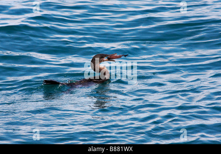 Le Galapagos Flightless cormorant, Nannopterum harrisi, con pesce in fattura in Isabela Island, Isole Galapagos, Ecuador nel mese di settembre Foto Stock