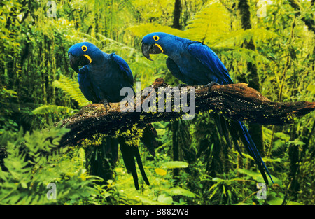 Due Giacinto Macaws - seduta sul ramo / Anodorhynchus hyacinthinus Foto Stock