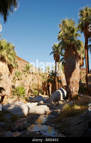 Alberi di palma cresce nel Palm Canyon. Palm Springs, California, Stati Uniti d'America. Foto Stock