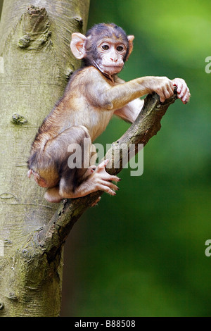 Barbary Macaque - cub su albero / Macaca sylvanus Foto Stock