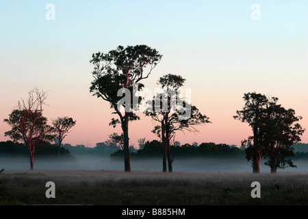 Early Morning Mist, Mooloolah River Floodplain, Queensland, Australia Foto Stock