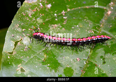 Appartamento backed millepiedi su una foglia in Amazzonia ecuadoriana Foto Stock