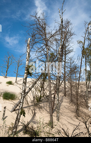 Lacka Gora dune mobili di spinta anteriore al di sopra e il seppellimento di bosco di alberi Parco Nazionale di Slowinski Leba Polonia Foto Stock