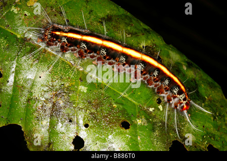 Caterpillar peloso su una foglia nella foresta pluviale sottobosco, Perù Foto Stock