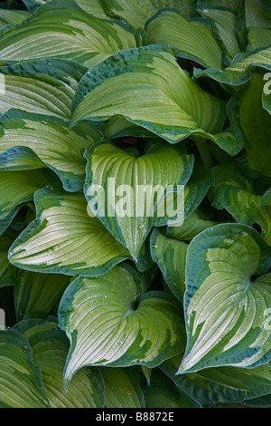 Seattle, WA: Kubota Garden City Park modellato dettaglio della variegata di hosta lascia Foto Stock