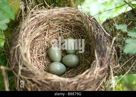 Merlo nido con uova Foto Stock
