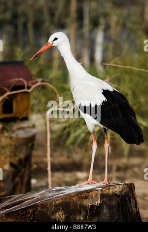 Cicogna bianca in piedi su un log Foto Stock