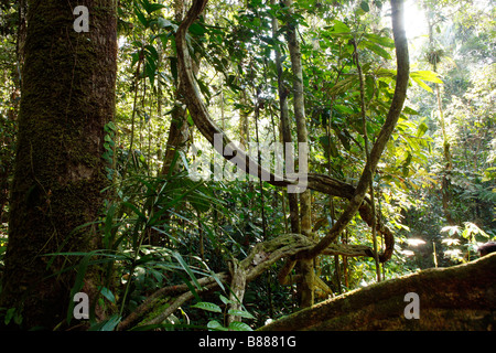 Groviglio di liane nella foresta pluviale sottobosco, Perù Foto Stock