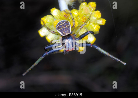 Una specie di ragno granchio famiglia : Thomisidae Foto Stock