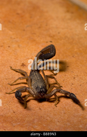 Un scorpione nero (Centruroides limbatus) trovata sul pavimento della cucina in Playas del Coco, Guanacaste in Costa Rica. Foto Stock