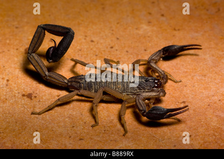 Un scorpione nero (Centruroides limbatus) trovata sul pavimento della cucina in Playas del Coco, Guanacaste in Costa Rica. Foto Stock