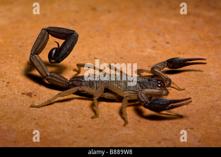Un scorpione nero (Centruroides limbatus) trovata sul pavimento della cucina in Playas del Coco, Guanacaste in Costa Rica. Foto Stock