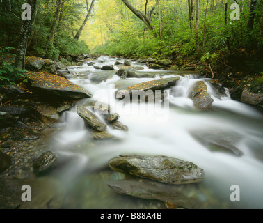 TENNESSEE - Ramsay Cascades sul polo centrale Little Pigeon River nel Parco Nazionale di Great Smoky Mountains. Foto Stock