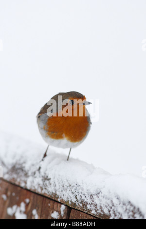 ROBIN Erithacus rubecula appollaiate sul retro della coperta di neve sede Foto Stock