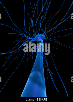 delle cellule nervose Foto Stock