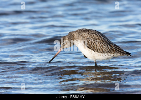 Bar-tailed Godwit Limosa lapponica adulto in non-allevamento del piumaggio in piedi in acqua poco profonda di graffiare la testa con i piedi Foto Stock