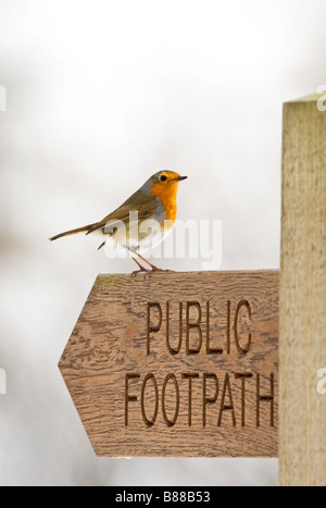 Robin (Erithacus rubecula) sul sentiero pubblico segnaletica Foto Stock