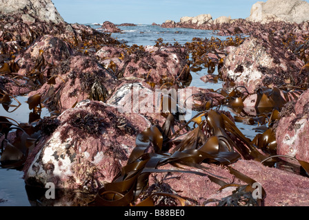 Il sub zona litorale di una costa rocciosa esposta su una molla a bassa marea, che mostra un numero di alghe kelp compresi. Foto Stock