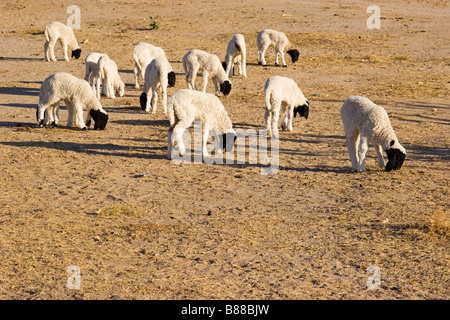 Capre nel deserto Khuri Rajasthan in India Foto Stock