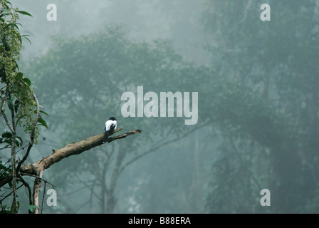 Una Gazza Tanager nella foresta pluviale atlantica Foto Stock