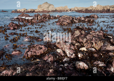 Il sub zona litorale di una costa rocciosa esposta su una molla a bassa marea, che mostra un numero di alghe kelp compresi. Foto Stock