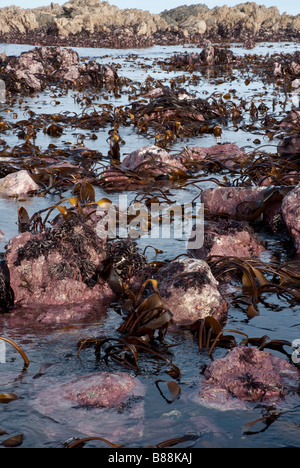 Il sub zona litorale di una costa rocciosa esposta su una molla a bassa marea, che mostra un numero di alghe kelp compresi. Foto Stock