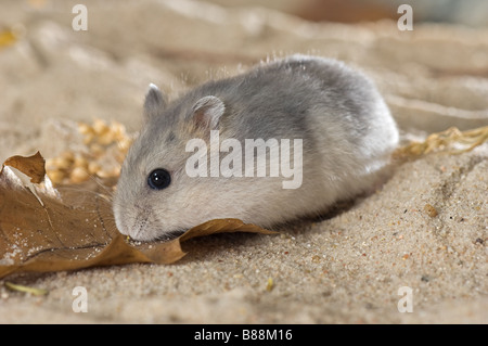 Dzhungarian criceto nano Foto Stock