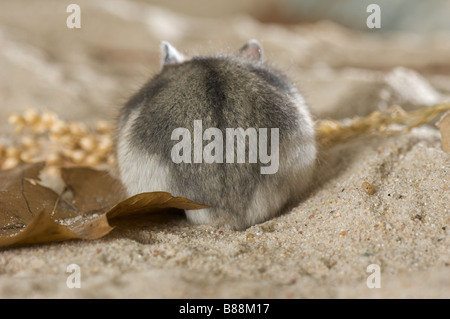 Dzhungarian criceto nano Foto Stock