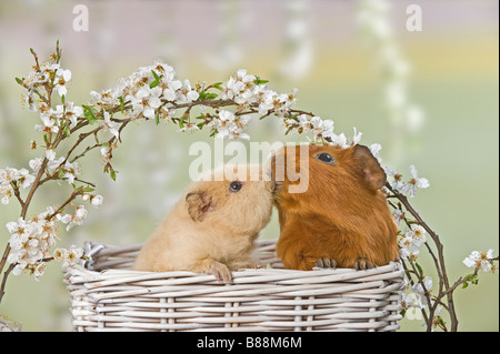 Due cavie in basket - smooching Foto Stock