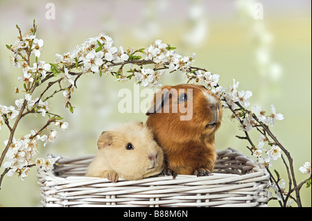 Nazionali di cavia. Liscia rivestita e Rex in un cestello con ramoscelli di fioritura. Germania Foto Stock