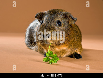 Liscia con capelli guinea pig - munching Foto Stock