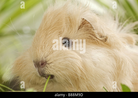 Angora giovani guinea pig - munching Foto Stock